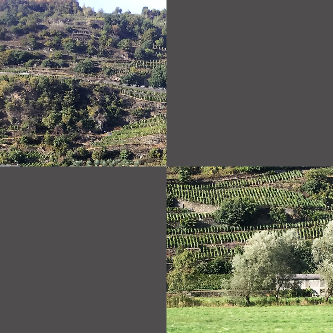 Coltivazioni in Valtellina