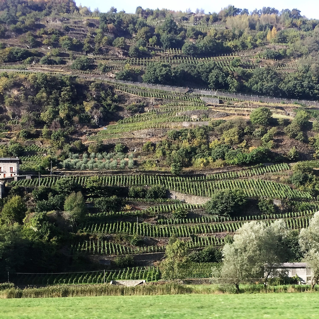 Coltivazione in Valtellina